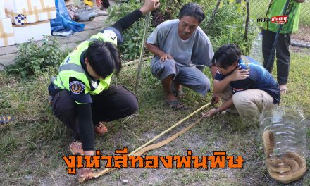 เบตง งูเห่าสีทองพ่นพิษ ติดตาข่ายบ้านพักคนงานโรงแก๊ส เรียกกู้ภัยจับ จ๊ะเอ่ โผล่ออกจากโพรงอีกตัว วางกับดัก จับปล่อยคืนสู่ป่าธรรมชาติ