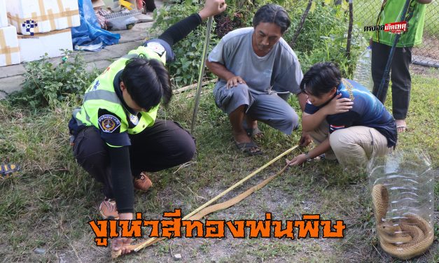 เบตง งูเห่าสีทองพ่นพิษ ติดตาข่ายบ้านพักคนงานโรงแก๊ส เรียกกู้ภัยจับ จ๊ะเอ่ โผล่ออกจากโพรงอีกตัว วางกับดัก จับปล่อยคืนสู่ป่าธรรมชาติ