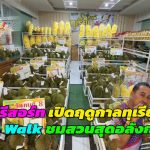 จันทบุรี  ชบารีสอร์ทเปิดฤดูกาลทุเรียน 2569 ขนทัพกว่า 30 สายพันธุ์ พร้อม Sky Walk ชมวิวสวนสุดอลังการ​