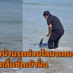พังงา ชาวบ้านรุดช่วยโลมาเกยตื้น ถูกคลื่นซัดเข้าฝั่งก่อนช่วยพากลับสู่ทะเลได้สำเร็จ