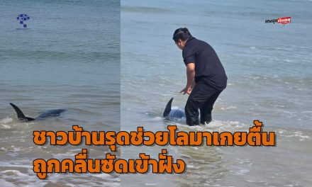 พังงา ชาวบ้านรุดช่วยโลมาเกยตื้น ถูกคลื่นซัดเข้าฝั่งก่อนช่วยพากลับสู่ทะเลได้สำเร็จ