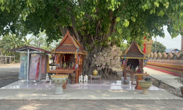 อ่างทอง เลขเสี่ยงทายต้นโพธิ์ใบสีขาวและใบสีชมพูคนดวงเฮงนำชุดไทยสใบเฉียงมาถวายหลังสมใจปรารถนา  ไม่พลาดเสี่ยงโชค