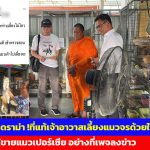 นนทบุรี สยบดราม่า ที่แท้เจ้าอาวาสเลี้ยงแมวจรด้วยใจบุญไม่ได้ขายแมว