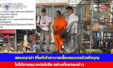 นนทบุรี สยบดราม่า ที่แท้เจ้าอาวาสเลี้ยงแมวจรด้วยใจบุญไม่ได้ขายแมว