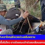 ปราจีนบุรี สลด! กระทิงเขาใหญ่สังเวยบ่วงสลิงพราน สัตวแพทย์ยื้อไม่ไหว ขาดใจขณะเข้าช่วยเหลือนอกเขตอุทยานฯ