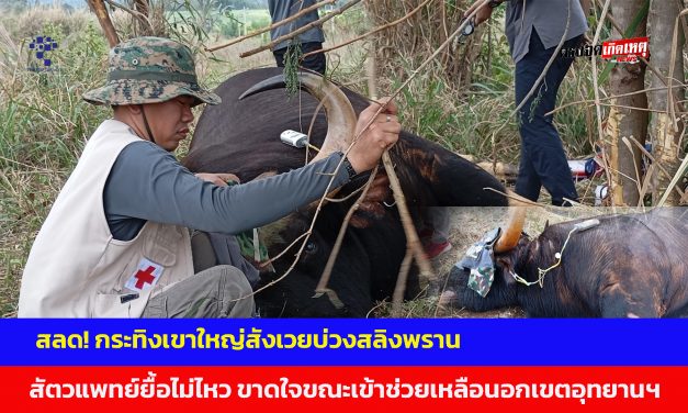 ปราจีนบุรี สลด! กระทิงเขาใหญ่สังเวยบ่วงสลิงพราน สัตวแพทย์ยื้อไม่ไหว ขาดใจขณะเข้าช่วยเหลือนอกเขตอุทยานฯ