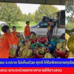 ตราด ชาวสวนไม่เห็นด้วย ศุภจี สุธรรมพันธุ์ ให้ไลฟ์สดขายทุเรึยนลูกละ100 ตัดราคาชาวสวน แทนจะช่วยยกราคาขายให้ชาวสวน