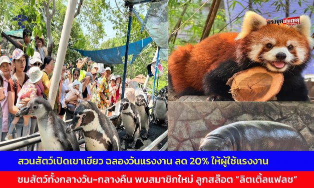 ชลบุรี สวนสัตว์เปิดเขาเขียว ฉลองวันแรงงาน ลด 20% ให้ผู้ใช้แรงงาน ชมสัตว์ทั้งกลางวัน-กลางคืน พบสมาชิกใหม่ ลูกสล๊อต “ลิตเติ้ลแฟลช”