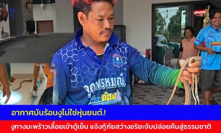 นครนายก  อากาศมันร้อนงูไม่ใช่หุ่นยนต์.! งูทางมะพร้าวเลื้อยเข้าตู้เย็น แจ้งกู้ภัยสว่างอริยะจับปล่อยคืนสู่ธรรมชาติ