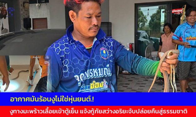 นครนายก  อากาศมันร้อนงูไม่ใช่หุ่นยนต์.! งูทางมะพร้าวเลื้อยเข้าตู้เย็น แจ้งกู้ภัยสว่างอริยะจับปล่อยคืนสู่ธรรมชาติ
