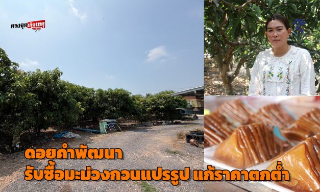 อ่างทอง เจ้าของสวนมะม่วงอ่างทองเฮดอยคำพัฒนารับซื้อมะม่วงกวนแปรรูปแก้ปัญหาราคาตก