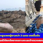 พังงา เจ้าหน้าที่พบพะยูนเพศผู้ยาวกว่า 2 เมตร เกยตื้นดับ เจ้าหน้าที่ศูนย์วิจัยทรัพยากรทางทะเลและชายฝั่งทะเลอันดามันตอนบนเข้าตรวจสอบ