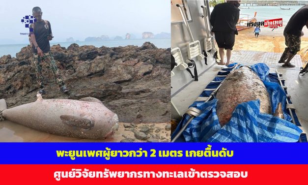 พังงา เจ้าหน้าที่พบพะยูนเพศผู้ยาวกว่า 2 เมตร เกยตื้นดับ เจ้าหน้าที่ศูนย์วิจัยทรัพยากรทางทะเลและชายฝั่งทะเลอันดามันตอนบนเข้าตรวจสอบ