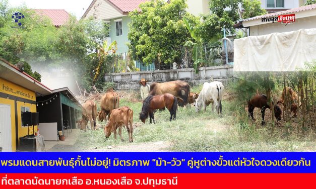 ปทุมธานี พรมแดนสายพันธุ์กั้นไม่อยู่! มิตรภาพ “ม้า-วัว” คู่หูต่างขั้วแต่หัวใจดวงเดียวกัน ที่ตลาดนัดนายกเสือ อ.หนองเสือ