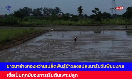 ชาวนา อ่างทองหว่านเมล็ดพันธุ์ข้าวลงแปลงนารับวันพืชมงคลเชื่อเป็นฤกษ์ของการเริ่มต้นเพาะปลูก  หากเริ่มทำนาในวันพืชมงคลแล้วก็จะได้ผลผลิตดี  มีกำไรตามที่ต้องการ