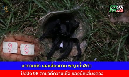 อ่างทอง มาตามนัดเลขเสี่ยงทายพญาบึ้ง2ตัว ปังปัง 96 ตามวิถีความเชื่อของนักเสี่ยงดวง