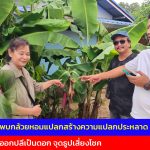 นครนายก  ชาวบ้านพบกล้วยหอมแปลก ออกปลีเป็นดอก จุดธูปเสี่ยงโชค
