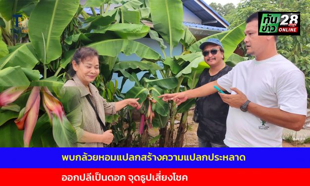 นครนายก  ชาวบ้านพบกล้วยหอมแปลก ออกปลีเป็นดอก จุดธูปเสี่ยงโชค