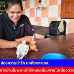 อ่างทอง ส่องความน่ารักเจ้าเยสโต้ นกค๊อกคาเทลวัย7เดือนที่เจ้าของปล่อยให้อยู่แบบอิสระแถมติดตุ๊กตาหมีเป็นชีวิตจิตใจ  ชาวบ้านไม่พลาดให้จิกเลขเสี่ยงทายไปเสี่ยงดวง