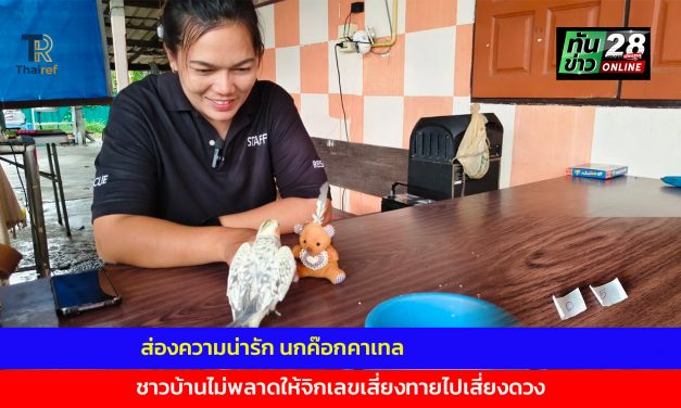อ่างทอง ส่องความน่ารักเจ้าเยสโต้ นกค๊อกคาเทลวัย7เดือนที่เจ้าของปล่อยให้อยู่แบบอิสระแถมติดตุ๊กตาหมีเป็นชีวิตจิตใจ  ชาวบ้านไม่พลาดให้จิกเลขเสี่ยงทายไปเสี่ยงดวง