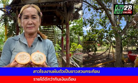 อ่างทอง รู้งี้ลาออกตั้งนานแล้ว สาวโรงงานผันตัวเป็นชาวสวนกระท้อน รายได้ดีกว่ากินเงินเดือน