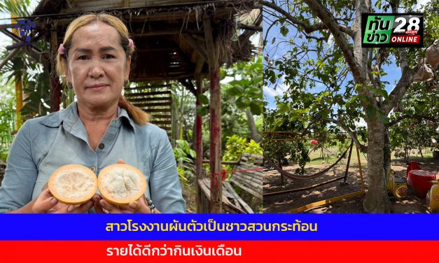 อ่างทอง รู้งี้ลาออกตั้งนานแล้ว สาวโรงงานผันตัวเป็นชาวสวนกระท้อน รายได้ดีกว่ากินเงินเดือน