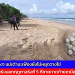 พังงา แม่เต่ามะเฟืองยังไม่หยุดวางไข่ พบรังนอกฤดูกาลรังที่ 5 ที่ชายหาดท้ายเหมือง