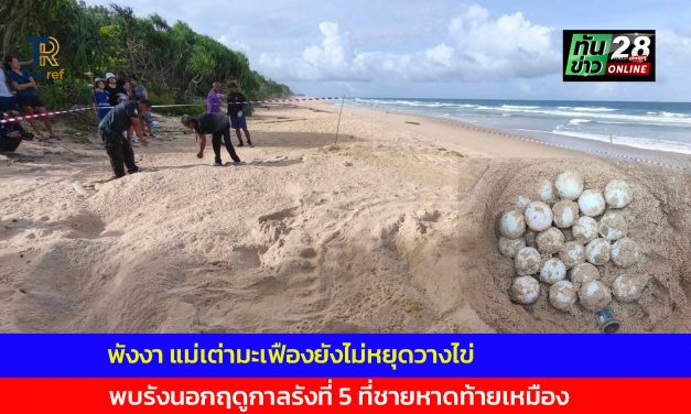 พังงา แม่เต่ามะเฟืองยังไม่หยุดวางไข่ พบรังนอกฤดูกาลรังที่ 5 ที่ชายหาดท้ายเหมือง
