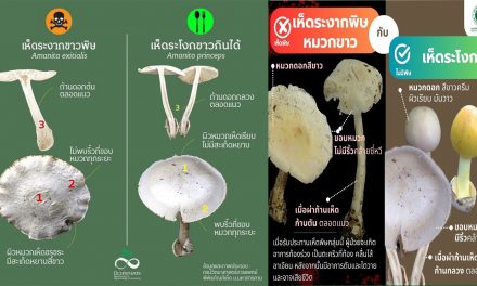 แม่อ่องสอน สสจ.เตือนให้ระมัดระวัง เรื่องการหาเห็ด สังเกตดูให้ดี อย่าประมาท