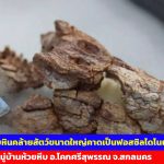 สกลนคร พบหินคล้ายสัตว์ขนาดใหญ่คาดเป็นฟอสซิลไดโนเสาร์
