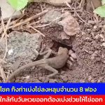 อุทัยธานี เป็นบุญตาเชื่อมาให้โชค กิ้งก่าเบ่งไข่ลงหลุมจำนวน 8 ฟอง ใกล้กับวันหวยออกต้องเบ่งช่วยให้ไข่ออก
