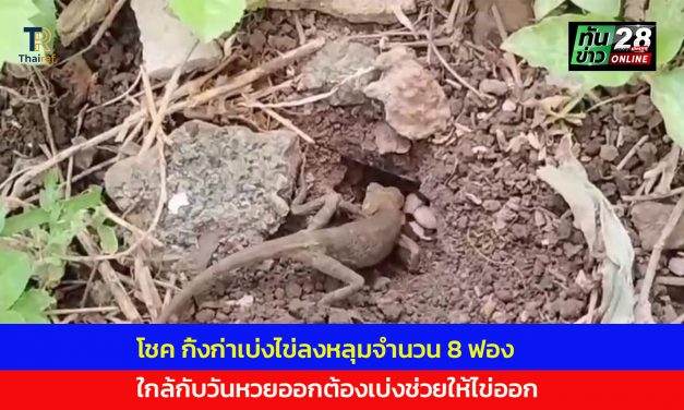 อุทัยธานี เป็นบุญตาเชื่อมาให้โชค กิ้งก่าเบ่งไข่ลงหลุมจำนวน 8 ฟอง ใกล้กับวันหวยออกต้องเบ่งช่วยให้ไข่ออก