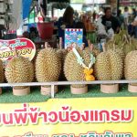ทุเรียนหมอนทอง ของลับแล อุตรดิตถ์สีเหลืองทอง เนื้อแห้งละเอียดฟู รสชาติหวานมันกำลังดี และมีกลิ่นหอมละมุน