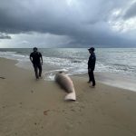พังงา พบซากพยูนเกยตื้นชายหาดเกาะคอเขา