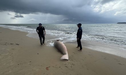พังงา พบซากพยูนเกยตื้นชายหาดเกาะคอเขา