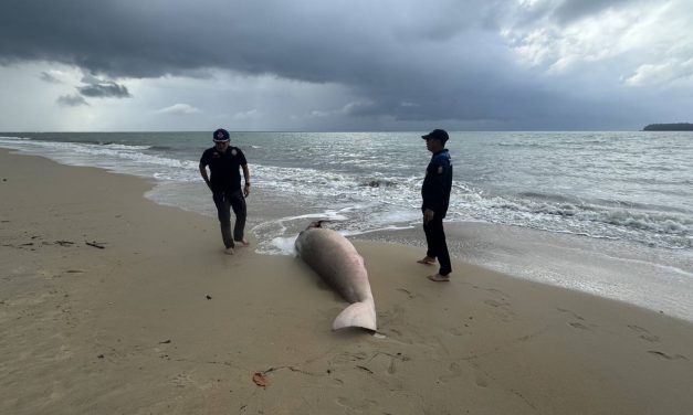 พังงา พบซากพยูนเกยตื้นชายหาดเกาะคอเขา