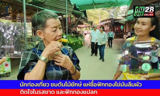 อุทัยธานี นทท. ชมต้นไม้ยักษ์แห่ซื้อฟักทองไข่มันลืมผัว ติดใจในรสชาด และฟักทองแปลก  
