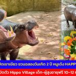 ชลบุรี สวนสัตว์เปิดเขาเขียว ชวนฉลองวันเกิด 2 ปี หมูเด้ง HAPPY เด้ง DAY และเปิดตัว Hippo Village เด็ก-ผู้สูงอายุฟรี 10–12 กค.นี้