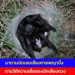 อ่างทอง มาตามนัดเลขเสี่ยงทายพญาบึ้งตามวิถีความเชื่อของนักเสี่ยงดวง  งวดนี้ได้ 3 ตัวเน้น ๆ 