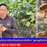 ชลบุรี สวนสัตว์เปิดเขาเขียวต้อนรับสมาชิกใหม่ “ลูกหนูยักษ์คาปิบารา” สุดคิวท์ ชวนเที่ยว 28 ก.ค. เด็กเข้าฟรี