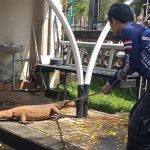 พังงา-ผวา โคตรตัวเงินตัวทองบุก สนง.อัยการ เจ้าหน้าที่ ปภ.เทศบาลเมืองพังงารุดจับระทึก ต้องใช้ 3 คนล้อม ก่อนคล้องคอพาตัวปล่อยคืนป่า