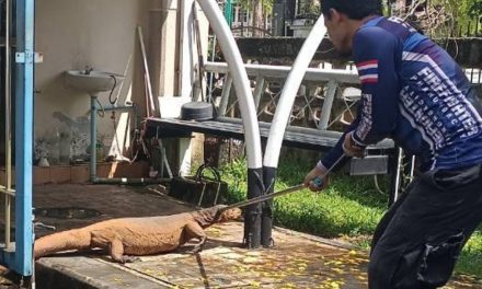 พังงา-ผวา โคตรตัวเงินตัวทองบุก สนง.อัยการ เจ้าหน้าที่ ปภ.เทศบาลเมืองพังงารุดจับระทึก ต้องใช้ 3 คนล้อม ก่อนคล้องคอพาตัวปล่อยคืนป่า