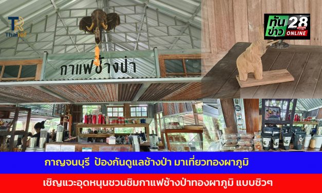 กาญจนบุรี  ป้องกันดูแลช้างป่า มาเที่ยวทองผาภูมิ เชิญแวะอุดหนุนชวนชิมกาแฟช้างป่าทองผาภูมิ แบบชิวๆ