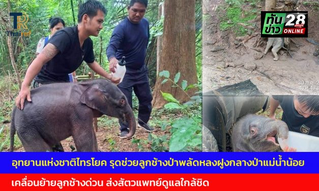 กาญจนบุรี  อุทยานแห่งชาติไทรโยค รุดช่วยลูกช้างป่าพลัดหลงฝูงกลางป่าแม่น้ำน้อย เคลื่อนย้ายลูกช้างด่วน ส่งสัตวแพทย์ดูแลใกล้ชิด