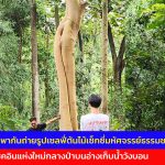 นครนายก นักท่องเที่ยวพากันถ่ายรูปเซลฟี่ต้นไม้เซ็กซี่มหัศจรรย์ธรรมชาติ จุดเช็คอินแห่งใหม่อ่างเก็บน้ำวังบอน