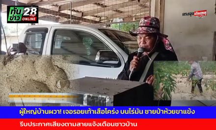 อุทัยธานี ผู้ใหญ่บ้านผวา! เจอรอยเท้าเสือโคร่ง บนไร่มัน ชายป่าห้วยขาแข้ง รีบประกาศเสียงตามสายแจ้งเตือนชาวบ้าน
