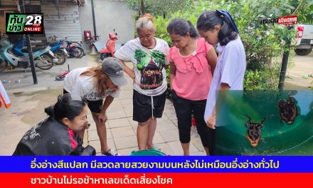 นครนายก อึ่งอ่างสีแปลกมีลวดลายสวยงามบนหลังไม่เหมือนอึ่งอ่างทั่วไปชาวบ้านไม่รอช้าหาเลขเด็ดเสี่ยงโชค