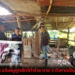 สกลนคร แจ้งหมูถูกสัตว์ทำร้าย ตาย 3 ตัวคาดเป็นเสือหลุด