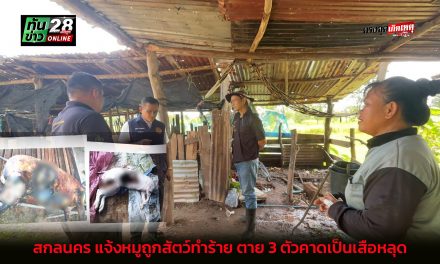 สกลนคร แจ้งหมูถูกสัตว์ทำร้าย ตาย 3 ตัวคาดเป็นเสือหลุด