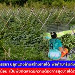 อ่างทอง สองสามีภรรยาเช่าที่นา3ไร่ปลูกแตงล้านสร้างรายได้อย่างงาม  มีพ่อค้ามารับถึงหน้าแปลงผัก  การลงทุนน้อย  เป็นพืชที่ตลาดมีความต้องการสูงขายได้ตลอดปี